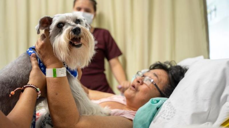 Le chien qui a rendu visite à sa maîtresse dans un hôpital et a amélioré sa santé