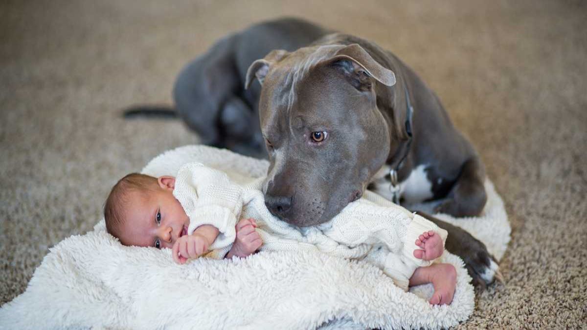 Le chien refuse de laisser le bébé dormir seul, quand les parents découvrent pourquoi ils appellent la police