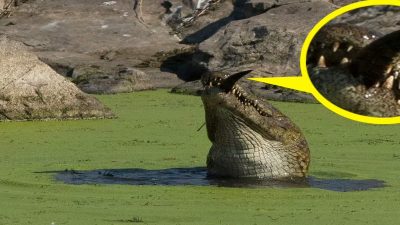 Le vétérinaire n’a pas pu croire ce que cet alligator a mangé, ne pas ouvrir si vous êtes facilement choqué