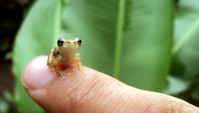 Les 10 plus petits animaux du monde : plus petits que votre doigt !