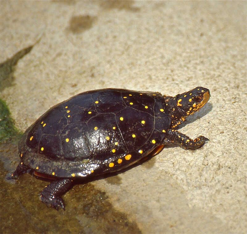 la tortue la plus petite au monde