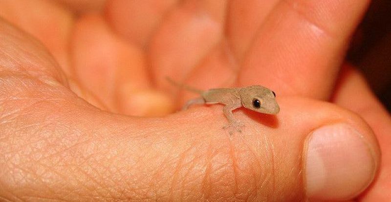 Les 10 plus petits animaux du monde : plus petits que votre doigt !