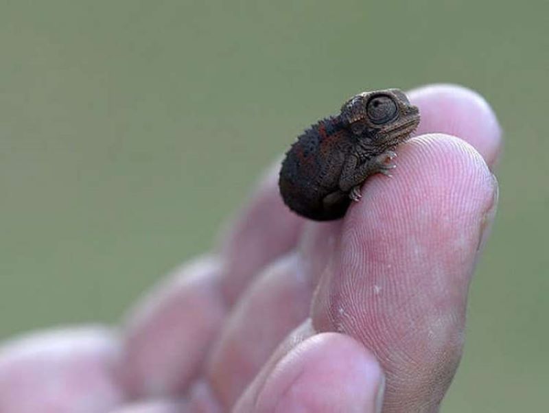 Les 10 plus petits animaux du monde : plus petits que votre doigt !