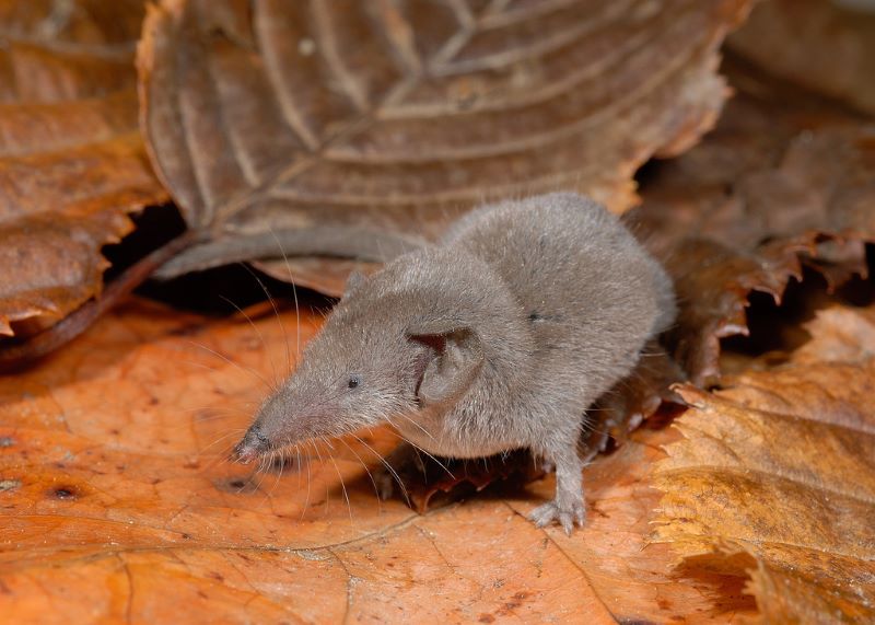 Les 10 plus petits animaux du monde : plus petits que votre doigt !