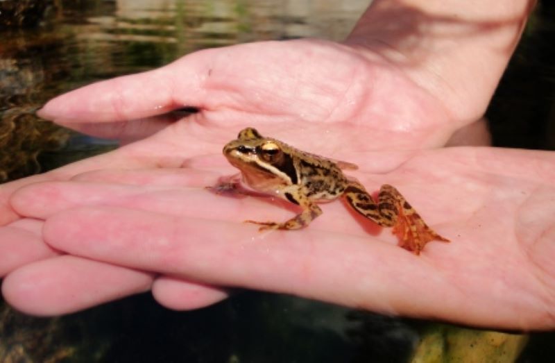 La grenouille la plus petite au monde