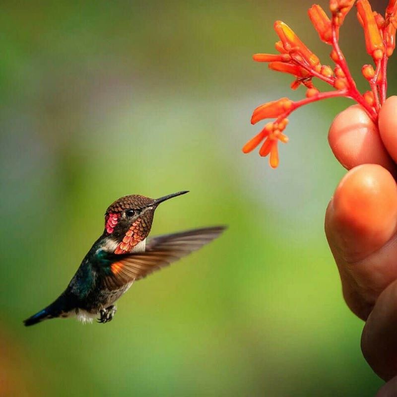 Les 10 plus petits animaux du monde : plus petits que votre doigt !