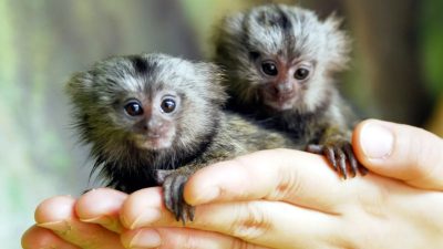 Les 10 plus petits animaux du monde et ils sont plus petits que vos doigts !