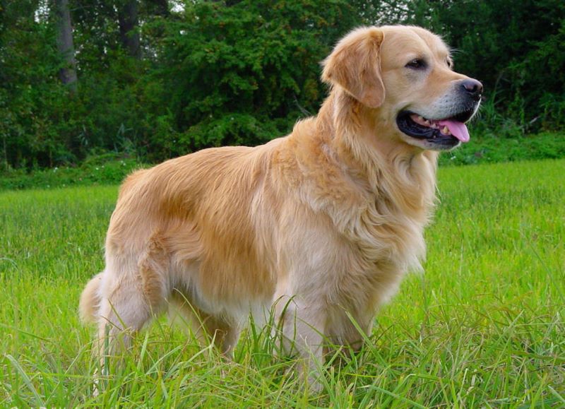Les 5 races de chiens les plus sujettes au cancer