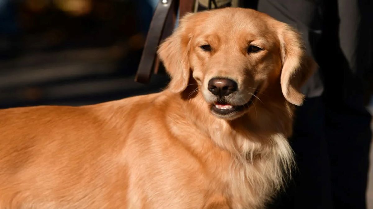 Les 5 races de chiens les plus sujettes au cancer