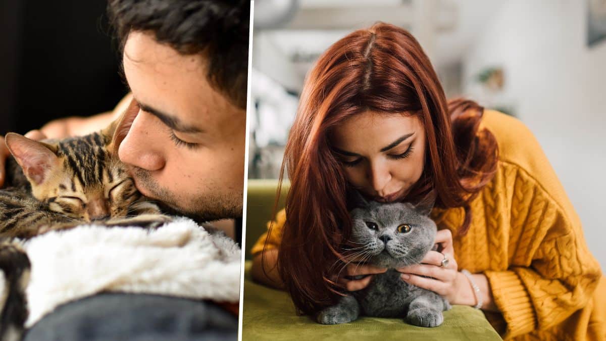 Les chats adorent-ils vraiment les câlins et les bisous ? Des experts répondent