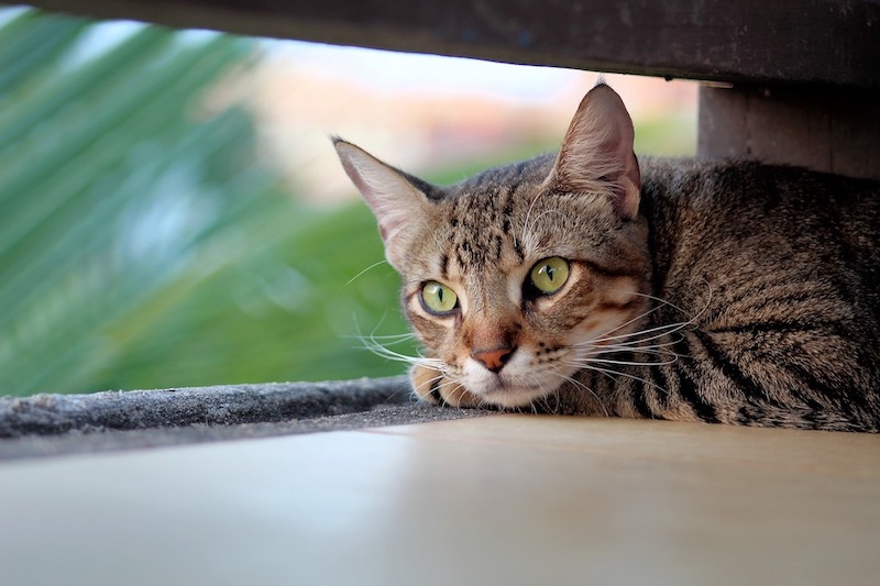 Les chats souffrent également de calculs rénaux, voici les races les plus susceptibles de souffrir