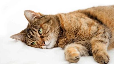 Les chats souffrent également de calculs rénaux, voici les races les plus susceptibles de souffrir
