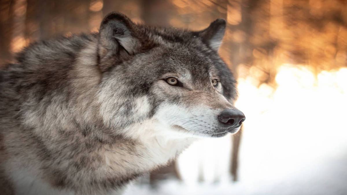 Les loups peuvent-ils remuer la queue comme les chiens ?