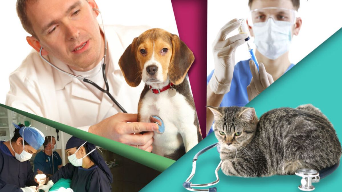 Les vétérinaires révèlent la réalité déchirante de «l'abattage» des chiens et des chats
