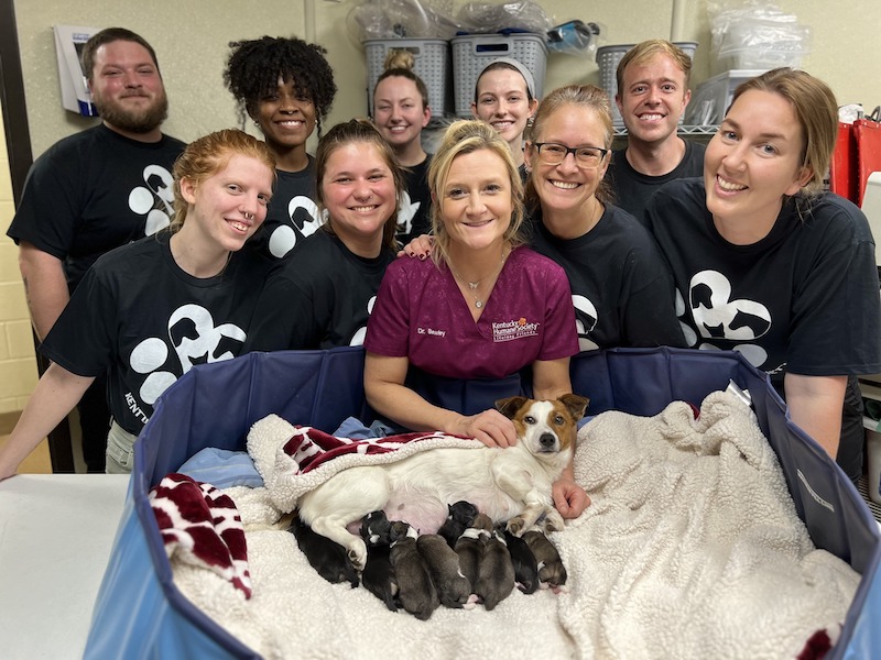 Les vétérinaires s’occupent d’une chienne sur le point d’accoucher, sa portée XXL est hallucinante !