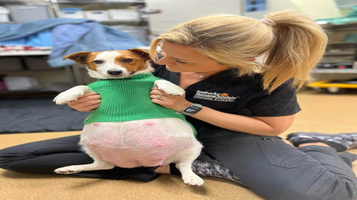 Les vétérinaires s’occupent d’une chienne sur le point d’accoucher, sa portée XXL est hallucinante !