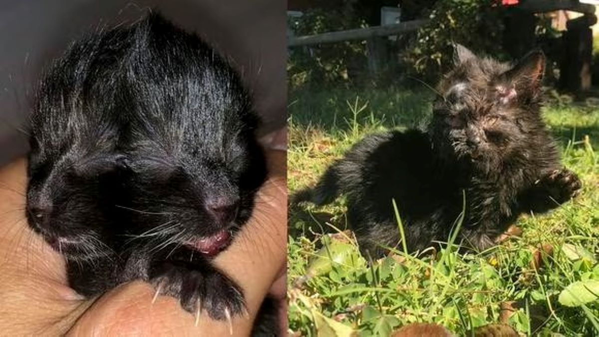 L'histoire émouvante de Duo, un chat né avec "deux visages" et que personne ne veut adopter