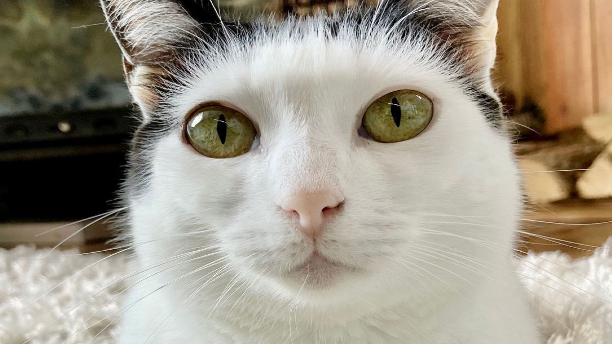 Votre chat voitil les couleurs ou seulement le blanc et le noir ? Voici la réponse