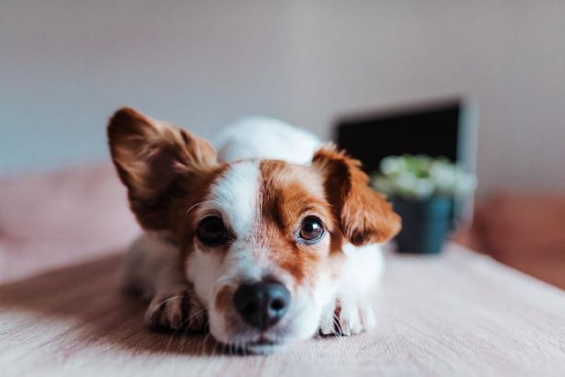 Nous vous expliquons ce que signifie le mouvement des oreilles de votre chien