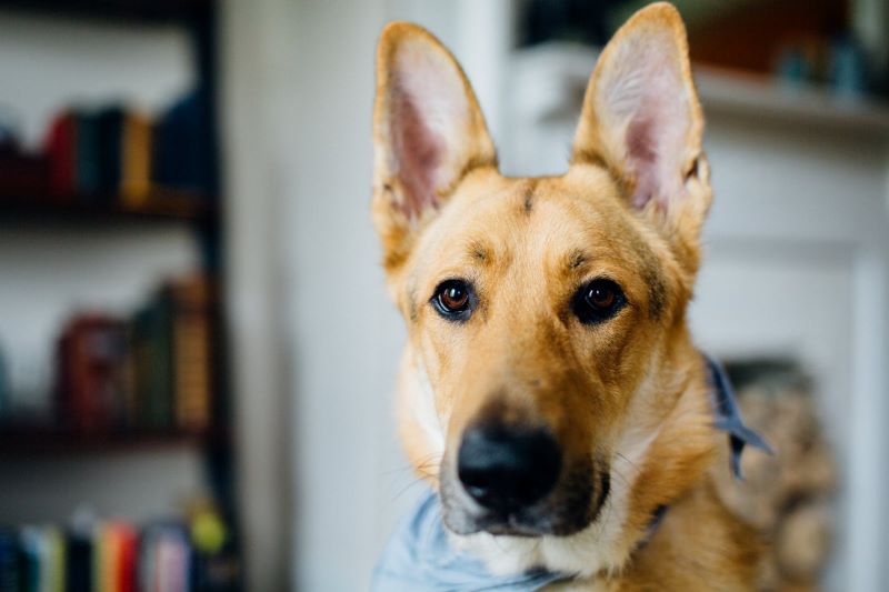 Nous vous expliquons ce que signifie le mouvement des oreilles de votre chien