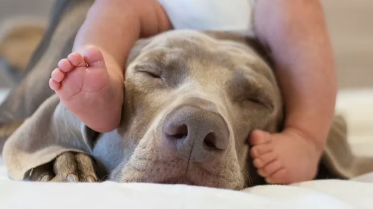 Photos : Une mère choquée de voir ce que son chien fait avec son bébé