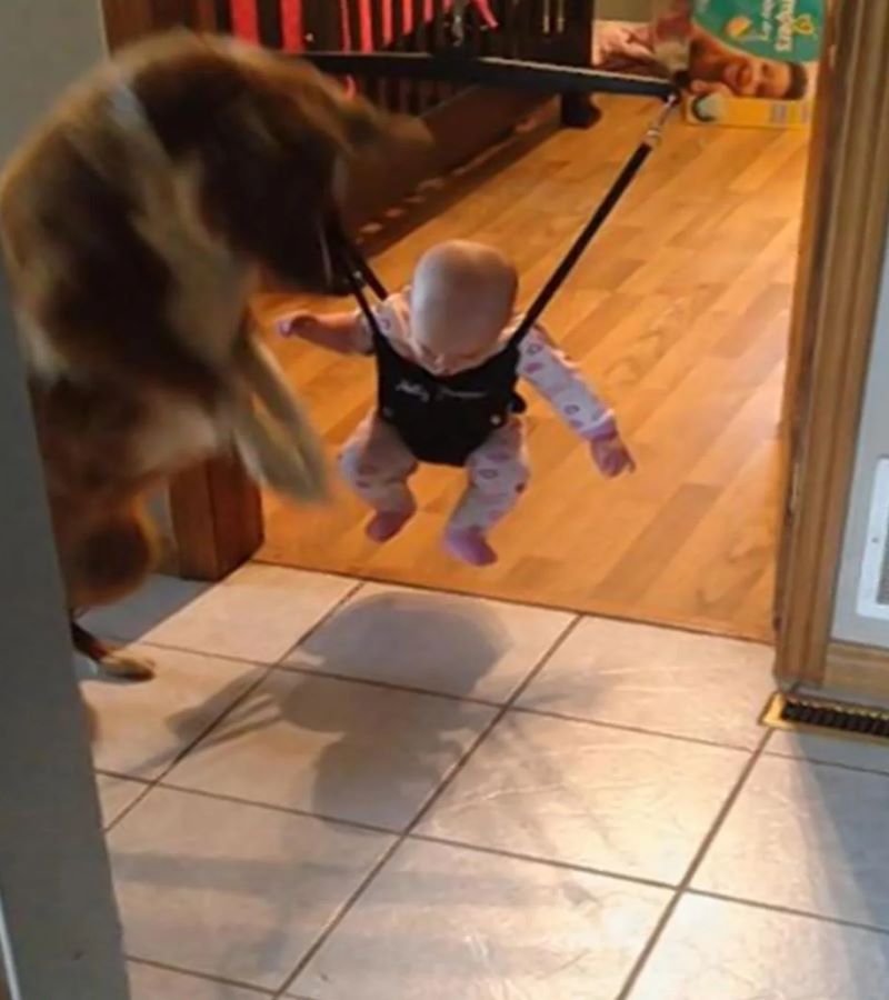 Photos : Une mère choquée de voir ce que son chien fait avec son bébé