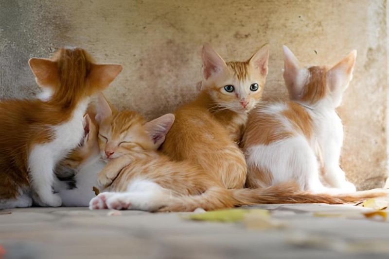 Pour nourrir ses 6 chats, cette femme sans emploi mange une fois par semaine