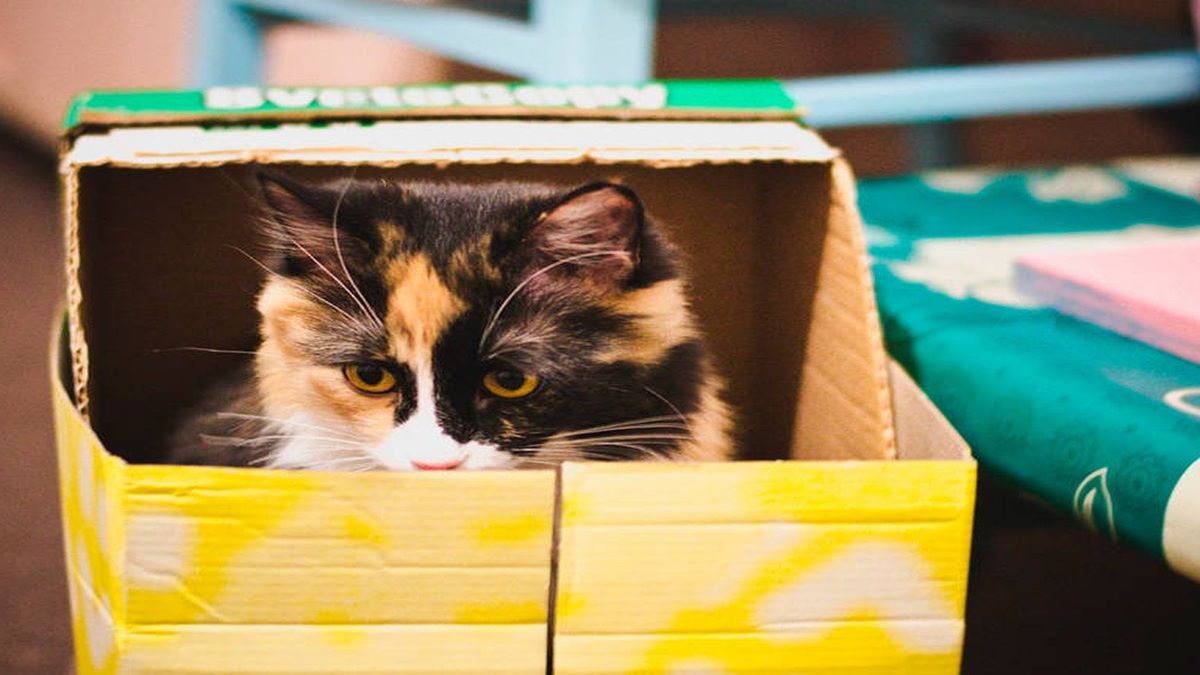 Pourquoi les chats aiment-ils tant les boîtes en carton ?