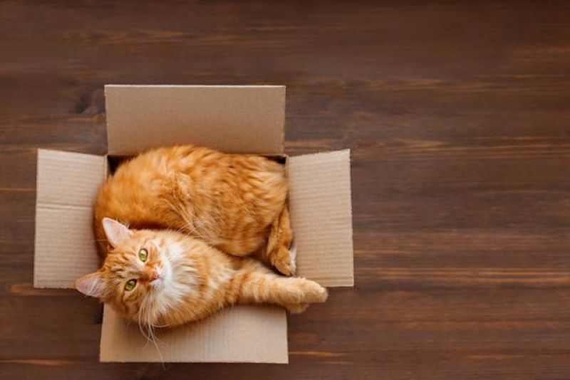 Pourquoi les chats aiment-ils tant les boîtes en carton ?