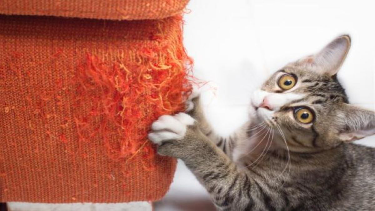 Pourquoi les chats grattent-ils les meubles et les rideaux ? Voici la réponse des experts