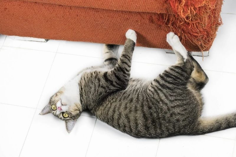Pourquoi les chats grattent-ils les meubles et les rideaux ? Voici la réponse des experts