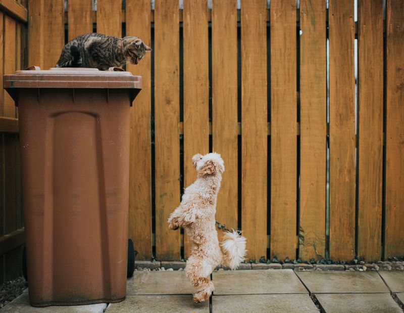 Pourquoi les chiens courent-ils après les chats et comment l'éviter ?
