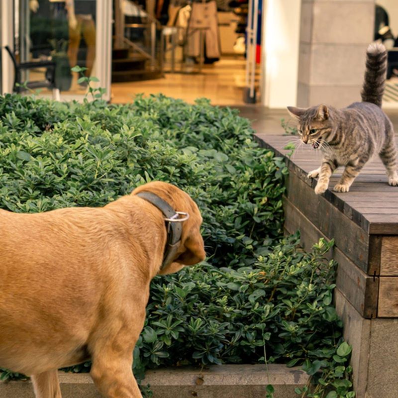 Pourquoi les chiens courent-ils après les chats et comment l'éviter ?