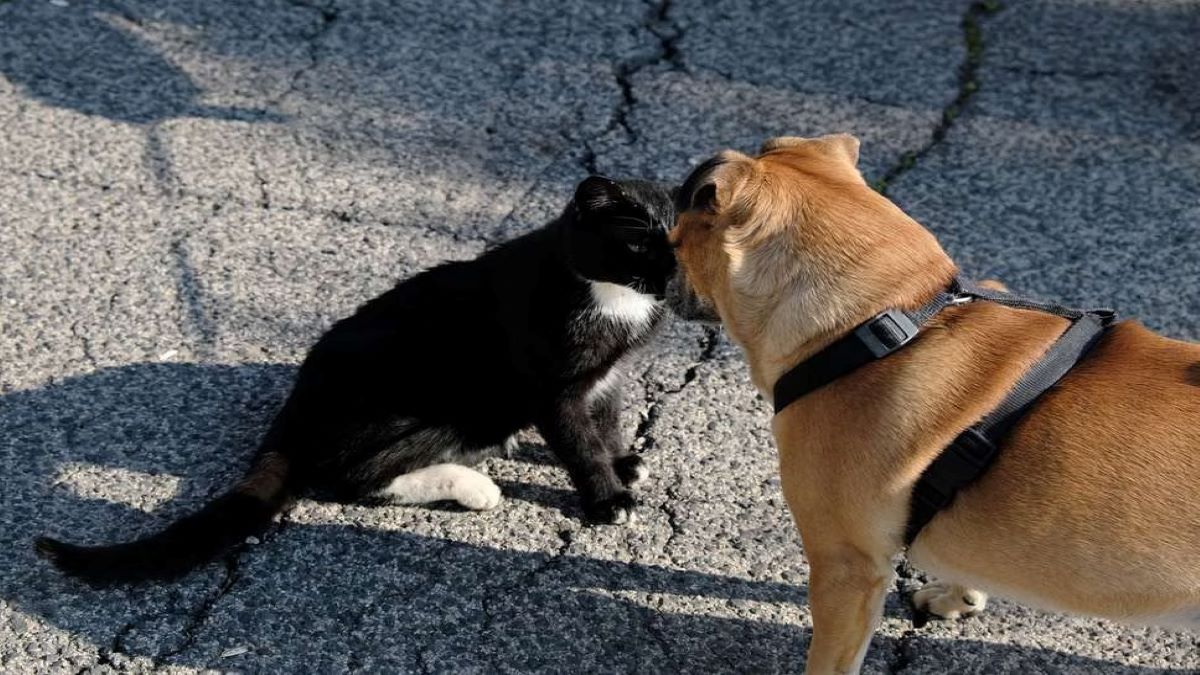 Pourquoi les chiens courent-ils après les chats et comment l'éviter ?