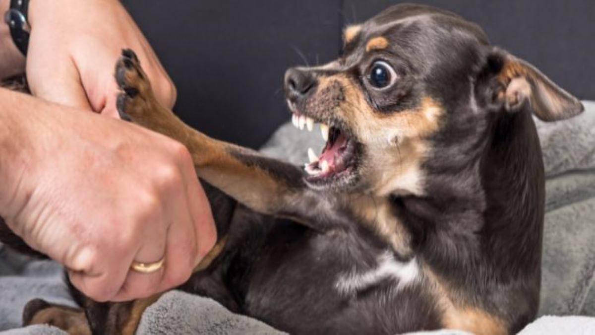 Pourquoi votre chien hurle-t-il de douleur quand vous le prenez dans vos bras ?
