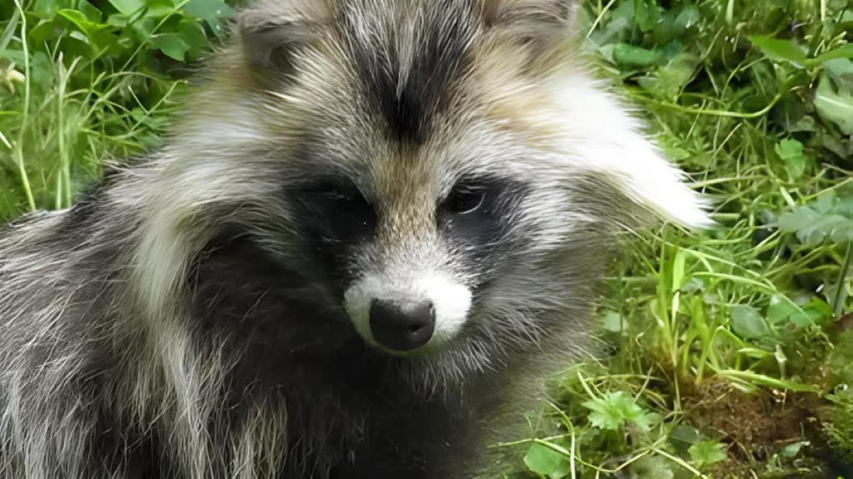 Qu'est-ce qu'un chien viverrin et pourquoi pourrait-il être lié à l'origine du covid-19 ?