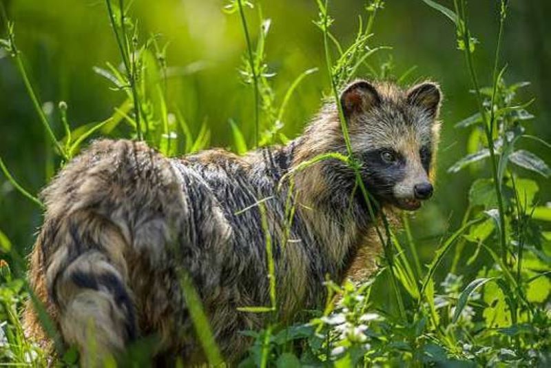 Le chien viverrin à l'origine du covid-19 ?