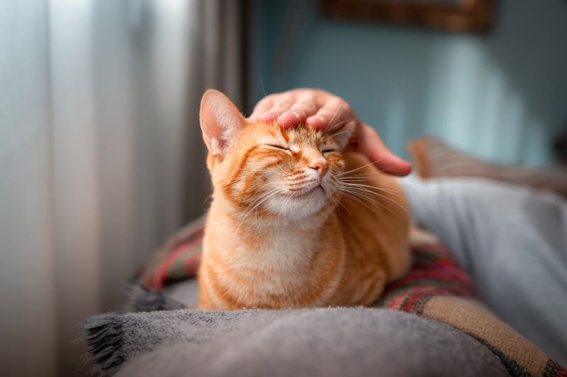 Si votre chat fait cela, c'est qu'il est heureux !