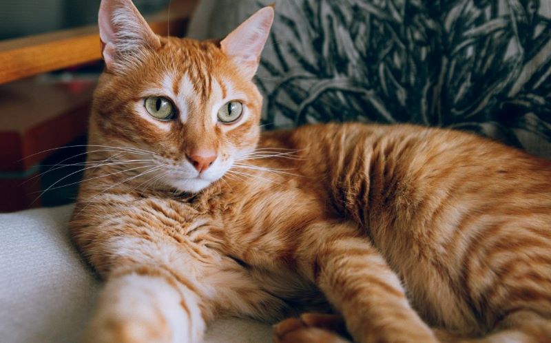 Si votre chat fait cela, c'est qu'il est heureux !