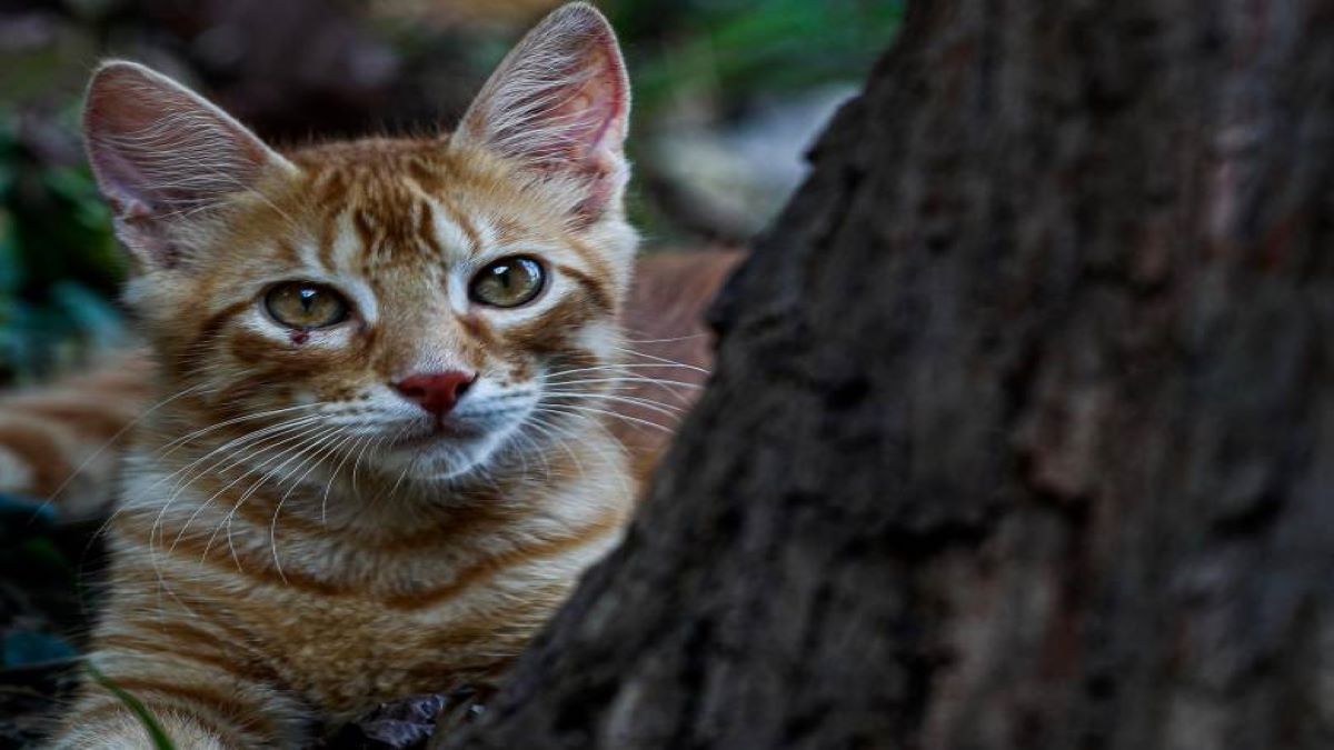 Si les chats ont ce comportement, c'est qu'ils sont heureux !