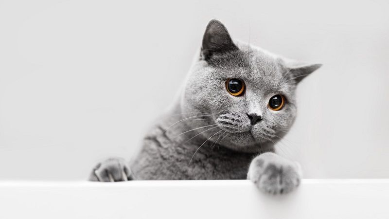 Signes que votre chat se sent triste et seul