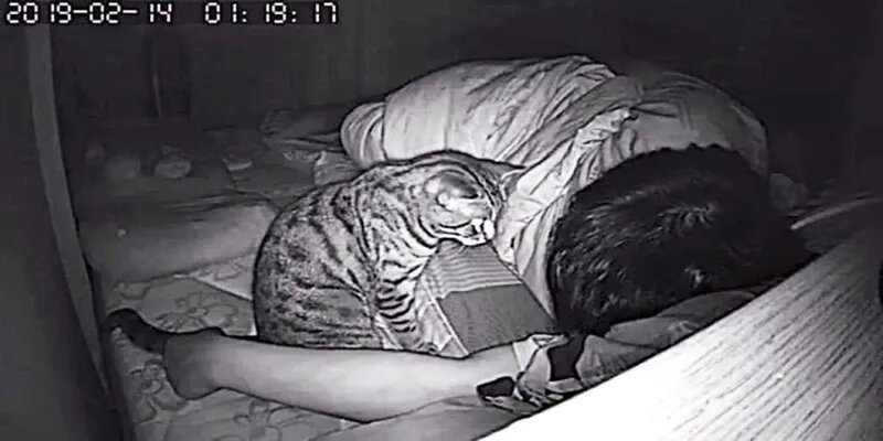 Son chat le fixe toute la nuit, il finit par le filmer et comprend enfin ce qu’il se passe