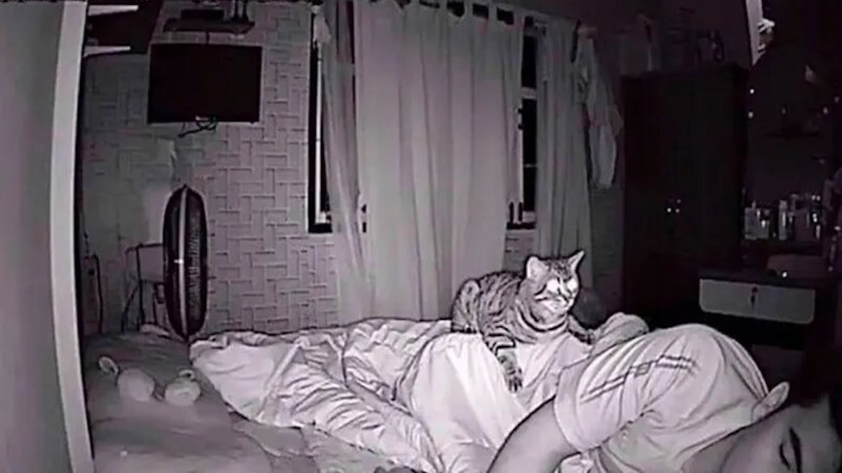 Son chat le fixe toute la nuit, il finit par le filmer et comprend enfin ce qu’il se passe