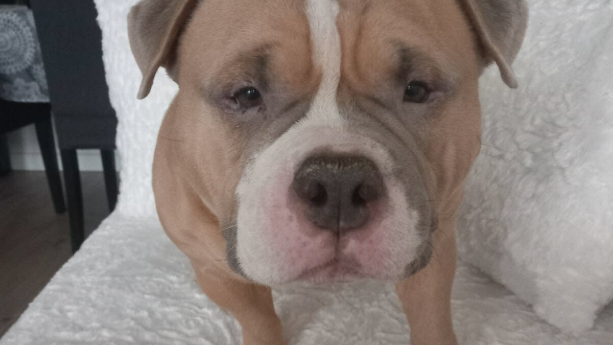 Son chien la réveille alors que sa voisine est en train d’accoucher seule dans l’escalier, un héros !