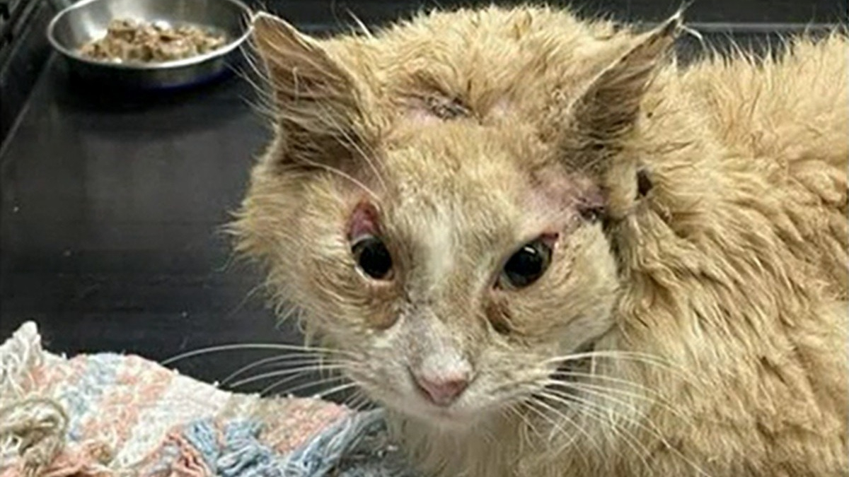Un chat au visage déformé par des blessures fait une rencontre qui va changer sa vie à jamais
