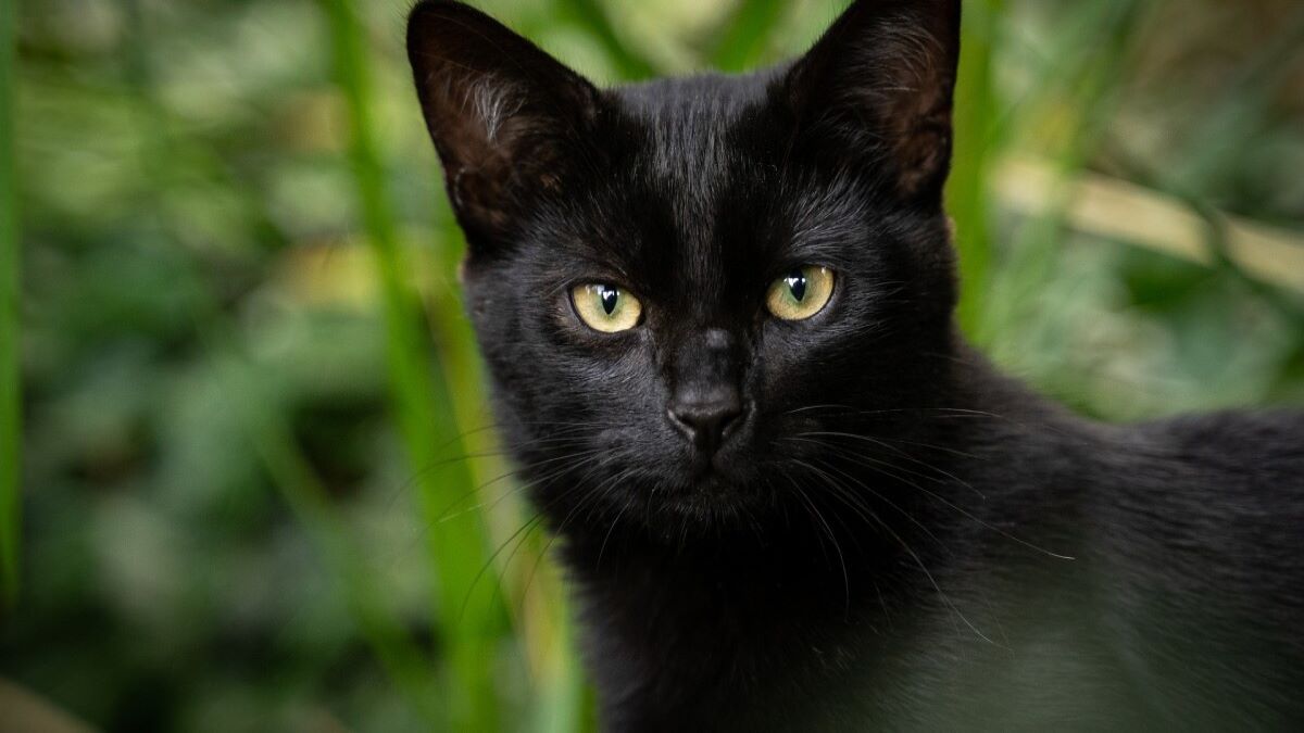 Un chat sauve la vie de sa propriétaire de 83 ans après être tombée dans un ravin