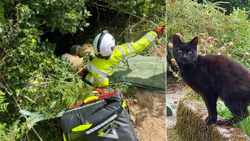 Un chat sauve la vie de son propriétaire de 83 ans après être tombé dans un ravin