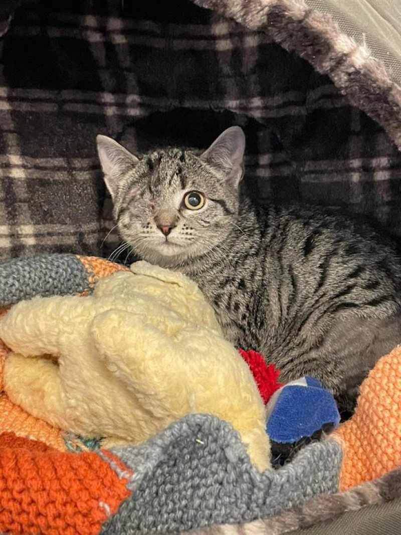 Un chaton borgne et en détresse est adopté, sa transformation est impressionnante !