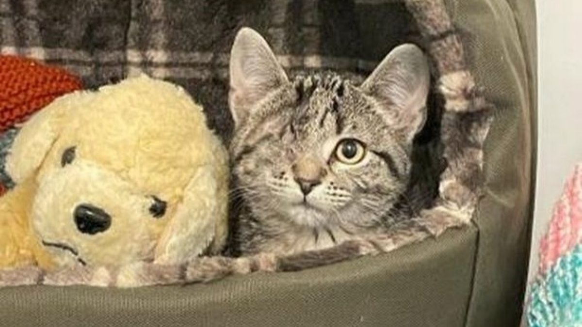 Un chaton borgne et en détresse est adopté, sa transformation est impressionnante !