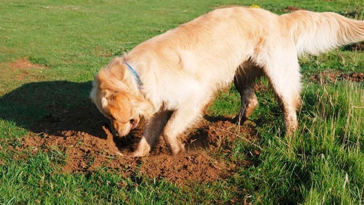 Une chienne commence à creuser dans une tombe, s'arrête soudain et se met à aboyer
